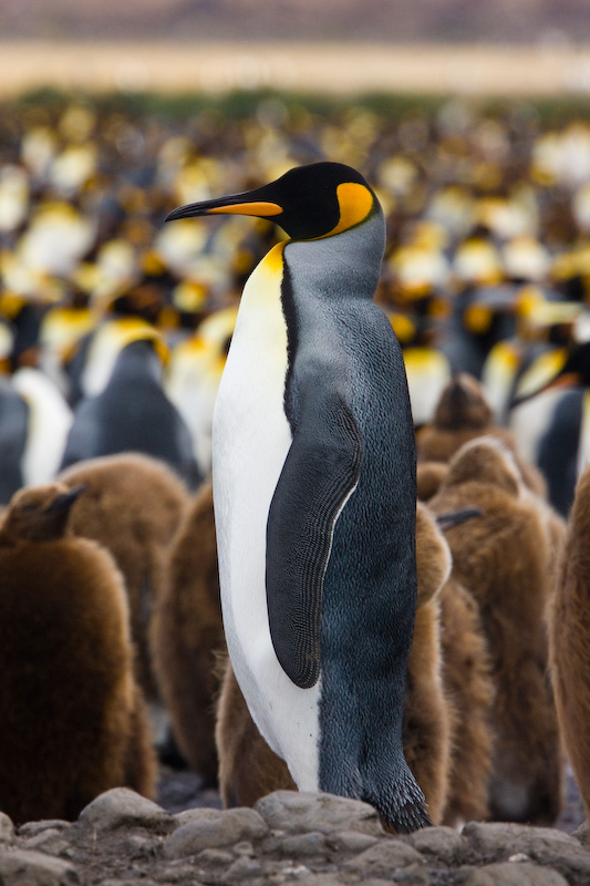 King Penguin